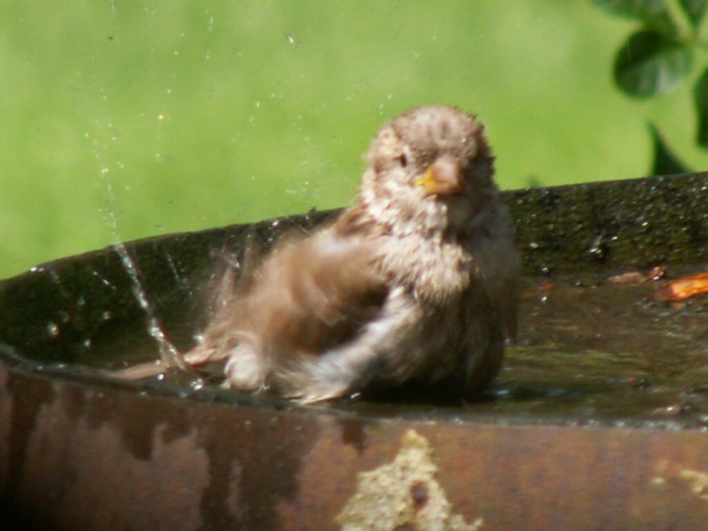 Grijp de mus bij de staart