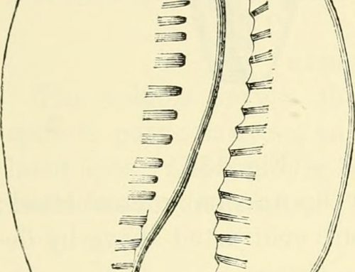 De achtergrond van de BackMitra