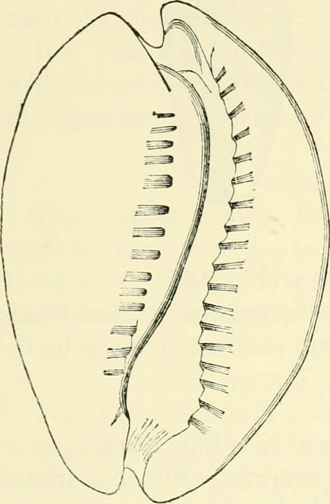 BackMitra achtergrond