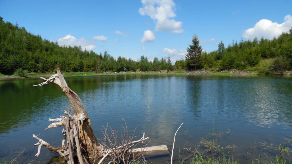 Zhi Neng Qigong opening oefening