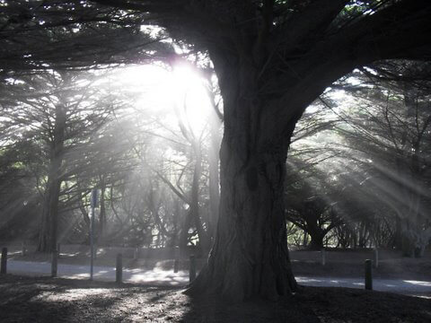 de hele Lift Chi Up Pour Chi Down Zhineng Qigong level 1